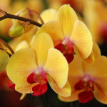 Как пересаживать дома прекрасную орхидею?