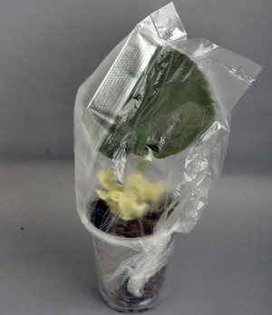 Отросток фиалки в пластиковом стаканчике под пакетом