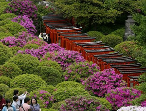 Азалии в японском саду