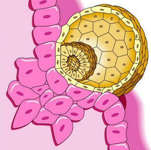 Клетки бластоциды прикрепляются к эндометрию