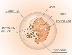 Развитие плода на 8 неделе беременности