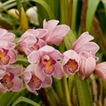 Экзотическая орхидея на вашем подоконнике