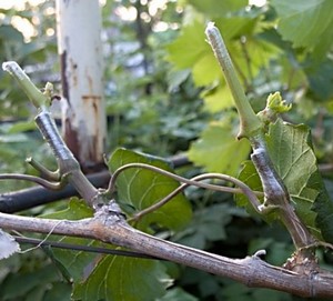 Обрезанные побеги винограда