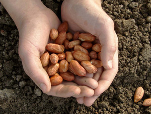 Семена арахиса для посева