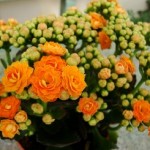 Каланхоэ блоссфельда — красивое и полезное растение