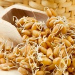 Пророщенная пшеница: процесс приготовления и польза для здоровья