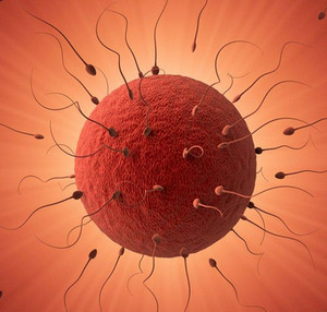 Яйцеклетка и спермотозоиды