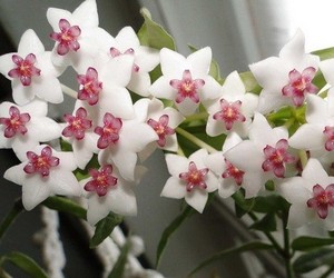 Белые цветы хойи