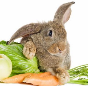 Кролик и овощи