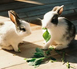 Кролики жуют листики