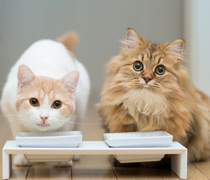 Две кошки разных пород кушают из мисок
