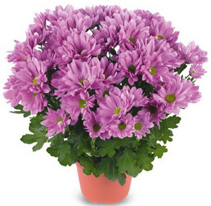 Фиолетовые хризантемы в горшке