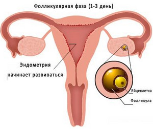 Фолликулярная фаза менструального цикла