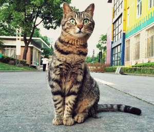 Полосатый кот сидит на дороге на улице