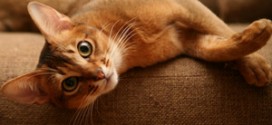 Рыжая кошка на спинке дивана