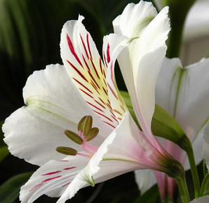 Цветок белой альстромерии