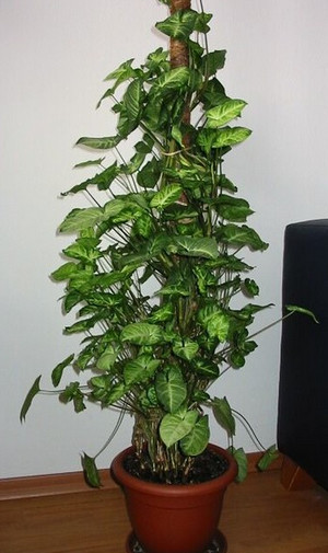 Растение сингониум в виде лианы