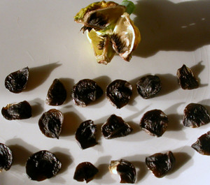 Семена амариллиса