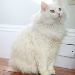 Ангорская кошка сидит на полу