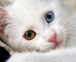 Котенок с разным цветом глаз