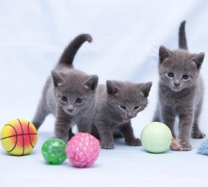 Котята играют с мячами