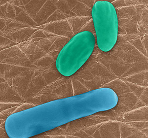 Разные бактерии