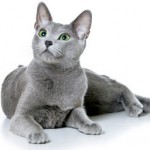 Что следует знать о русских голубых кошках