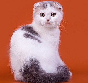 Вислоухий кот окраса арлекин