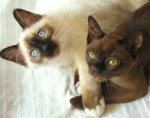 Две кошки породы бирма