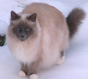Лиловая бирманская кошка на снегу