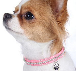 Маленькая собака в розовом ошейнике