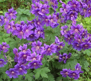 Пеларгония садовая фиолетового цвета