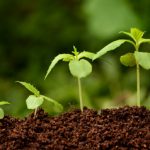 Способствуем быстрому укоренению и росту растений