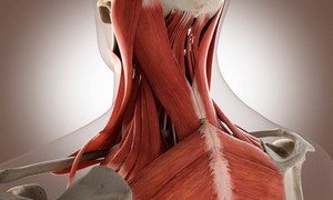 Мышцы шеи и спины