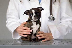 Собаку держит врач