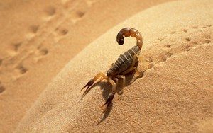 Скорпион на песке