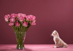 Котенок и цветы