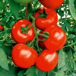 Богатый урожай помидоров из теплицы