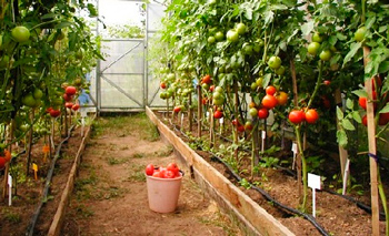 Правильное выращивание помидоров в теплице