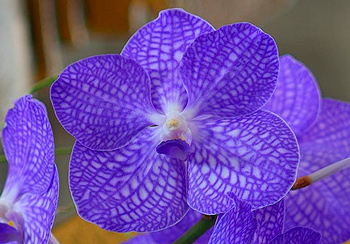 орхидея Ванда - пересадка