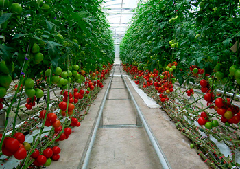 Какие выбрать семена помидоров для теплиц