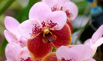 Чем болеет орхидея Ванда в домашних условиях