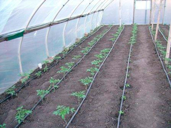Как вырастить помидоры и огурцы в одной теплице