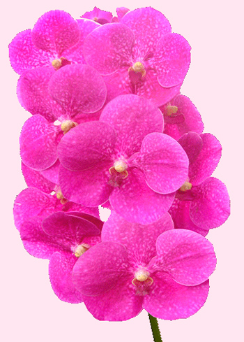 орхидея Ванда уход за цветком