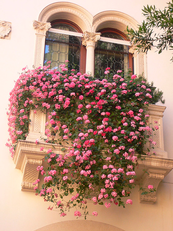 Лучшие цветы для солнечного балкона