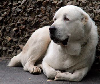 Алабай - бойцовская порода собак