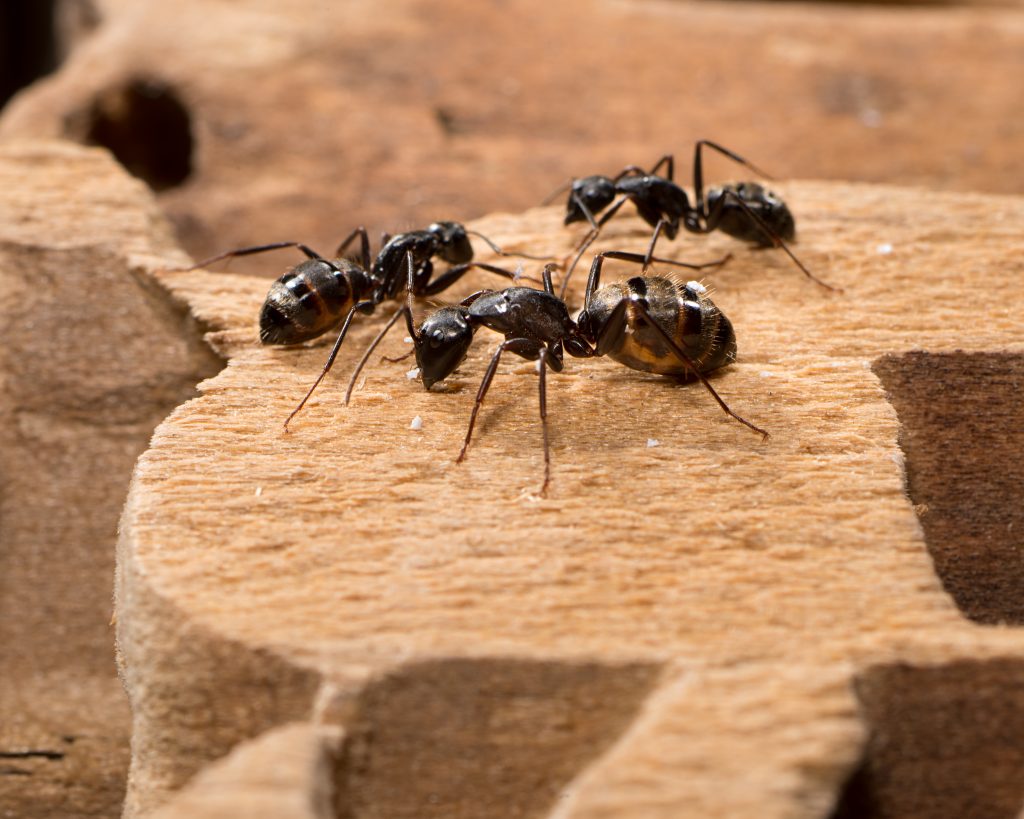 Стол в саду от гостинцев тяжел муравьи поналезли на стол