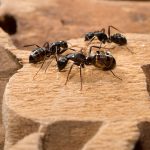 Рыжие муравьи в квартире — как избавиться? Причины появления рыжих муравьев в квартире, варианты их изгнания