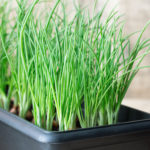 Секреты выращивания зелёного лука − как растёт ваше здоровье на грядке и подоконнике