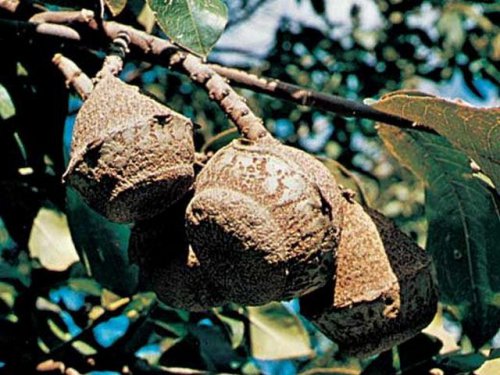 Бразильский орех на ветке дерева
